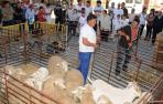 Carcastillo acoge este domingo la Fiesta de la Trashumancia