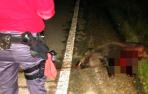 Diez jabalíes, dos tejones, un corzo, un ganso y un zorro atropellados en las carreteras navarras