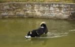 Un perro en un estanque de Pamplona