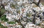Fotos de la primavera de los lectores 2017