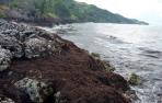 La marea marrón que inquieta en las Antillas