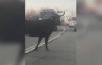 Una vaca brava corta el tráfico en la NA-134