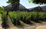 El vivero de vides en Olite