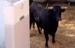 Llegan los primeros astados a los Corrales del Gas para San Fermín