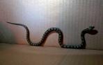 Capturan una culebra en el cuarto de estar de una vivienda en Caparroso