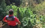 Denunciados por plantar marihuana en tres parajes de Iturgoyen
