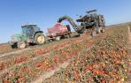 Una atípica cosecha de tomate cierra con una merma del 20% en el campo