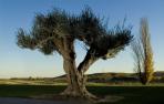 La D.O. Aceite de Navarra prevé una "buena campaña" con un aumento de cosecha del 27%.