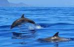 Detectan altos niveles de plástico en todos los delfines del Mar de Alborán
