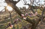 Las cosechas de uva, fruta y almendra, en riesgo ante las previsibles heladas