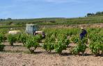 El Paisaje del Viñedo DO Rioja no será Patrimonio de la Humanidad