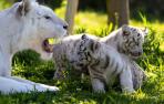 Desde el sábado se pueden ver en Sendaviva dos crías de tigre blanco en peligro de extinción