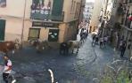 Sin sustos en el primer encierro de novillos de las fiestas de Estella