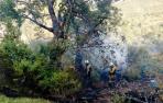 Un roble ardiendo en el incendio de la sierra de Lóquiz