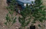 Incautadas 10 plantas de marihuana en terrenos públicos de Ayegui, Artavia y Eulate