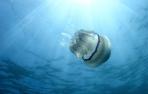 Las medusas del Mediterr&aacute;neo, m&aacute;s numerosas y grandes