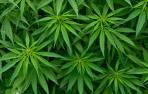 La industria aumenta su interés por el cultivo y tratamiento del cannabis medicinal