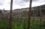 San Martín de Unx busca paliar la falta de relevo entre los viticultores