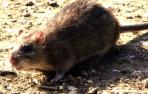 Las ratas son capaces de mostrar signos de arrepentimiento