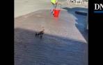 Rescate de unos patitos en la gasolinera de Pío XII