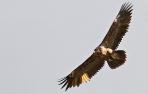 Las Malloas acunan al quebrantahuesos