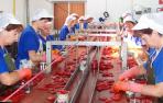 Línea de envasado de pimiento de piquillo en una conservera navarra.