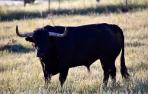 Los toros que no vendrán este año por la suspensión de la Feria del Toro
