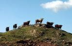Los  toros que no vendrán este año