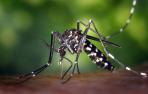 El Instituto de Salud Pública y Laboral comienza la campaña de vigilancia del mosquito tigre