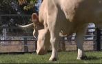 El buey más grande del mundo  vive en una finca de Segovia