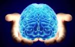 Un cerebro humano.