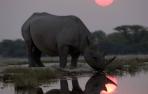 Un rinoceronte negro mata a un guardabosques en un parque nacional de Kenia
