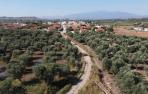 Zona de olivos en Barillas.