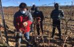 San Martín de Unx pone freno a la falta de relevo entre los viticultores