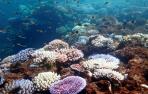 Los corales "robustos" resisten mejor el cambio climático