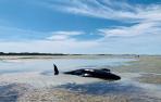 Nueva Zelanda rescata a decenas de ballenas varadas por segunda vez