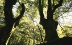 El bosque centenario de Artikutza, tema de la próxima charla