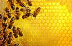 Abejas entrenadas para "sacar la lengua" al oler covid-19