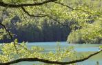 Selva de Irati_Francis Vaquero_Turismo de Navarra