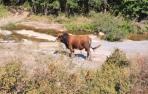 Toro suelo en Ustés