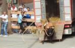 Toro ensogado en Lodosa