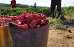 pimiento piquillo
