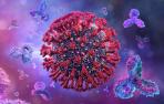 Los anticuerpos neutralizantes (de color púrpura) atacan al coronavirus, pero sólo son una cuerda del arco del sistema inmunitario