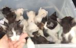 Gatos que un investigado por la Guardia Civil abandonó en Tudela.