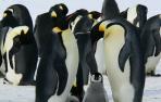 Imagen de archivo de pingüinos