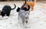 Gatos