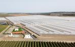 Vista aérea de la finca Milca, situada en Cadreita, que cuenta con 50 hectáreas de superficie cultivable a cubierta en diez invernaderos donde Florette produce brotes tiernos