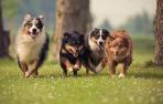 PERROS-CORRIENDO