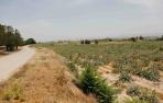 Imagen de uno de los campos de cultivo de la Dehesa de Ribaforada, donde se modernizará el regadío