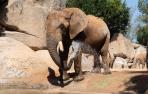 El elefante Kibo